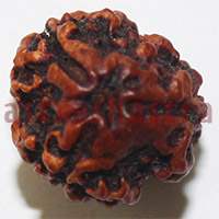 3 mukhi 24974 17mm